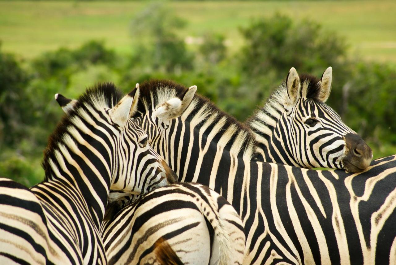 Addo African Home Eksteriør bilde