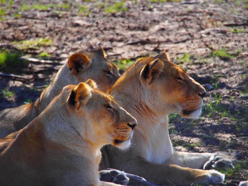 Addo African Home Eksteriør bilde