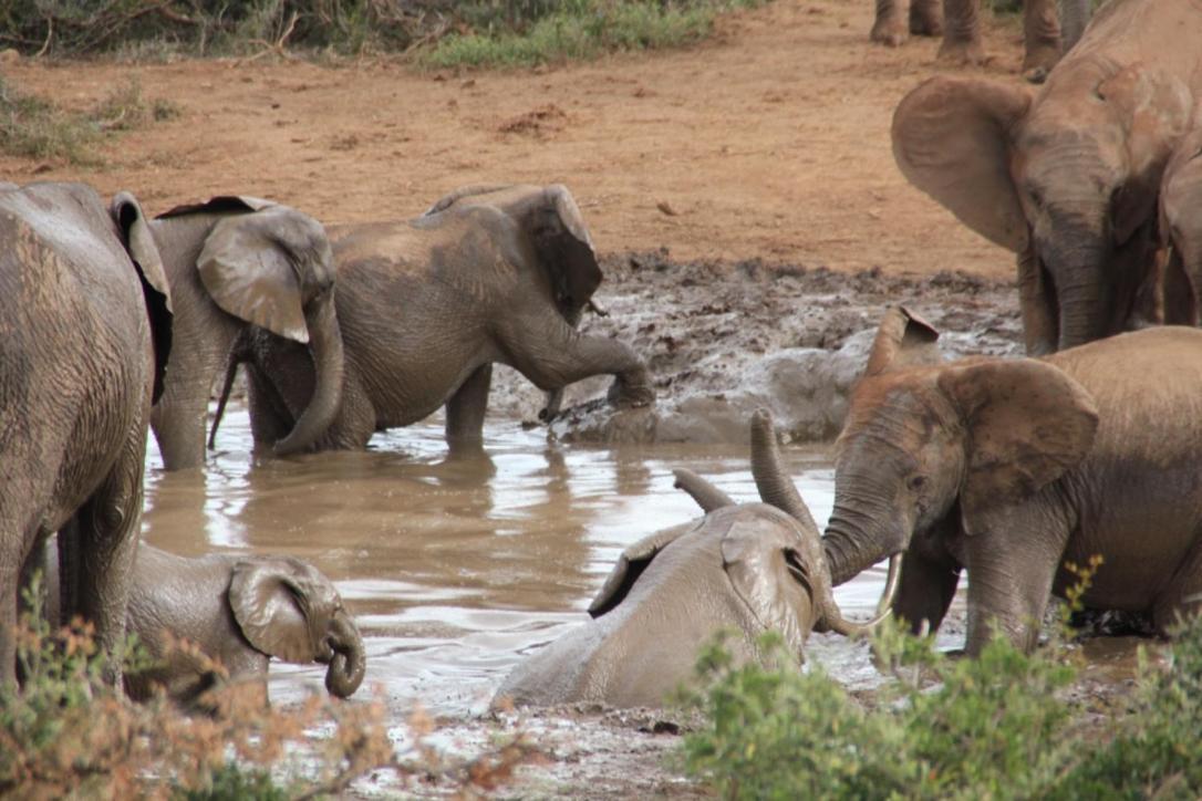 Addo African Home Eksteriør bilde